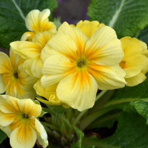 Primrose flowers