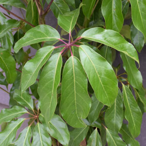 Amate Schefflera foliage