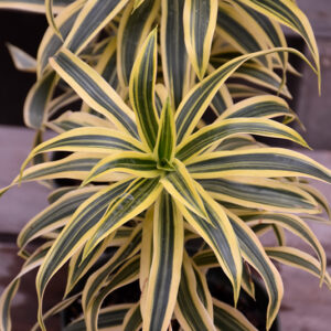 Song of India Plant in full