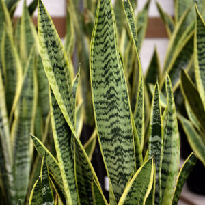 Futura Superba Snake Plant foliage