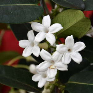 Madagascar Jasmine flowers