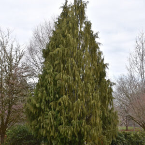 Nootka Cypress