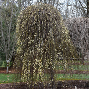 Weeping Pussy Willow in bloom