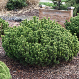 Slowmound Mugo Pine