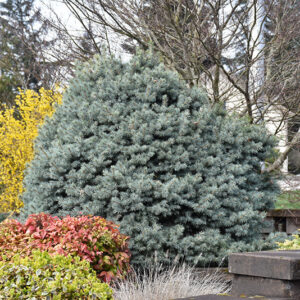 Zafiro Colorado Spruce