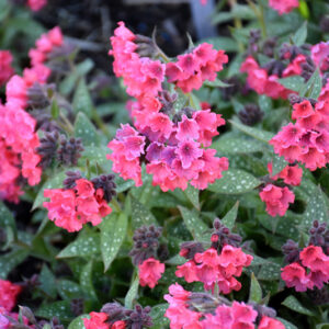 Shrimps On The Barbie Lungwort flowers