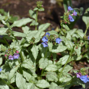 Moonshine Lungwort in bloom