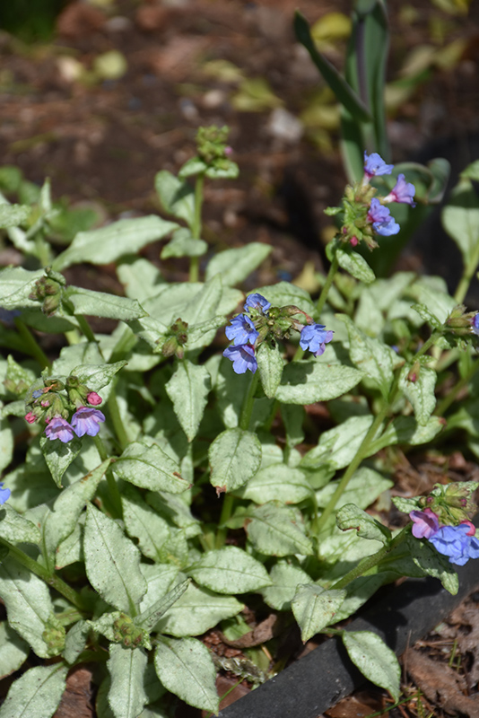 Moonshine Lungwort in bloom
