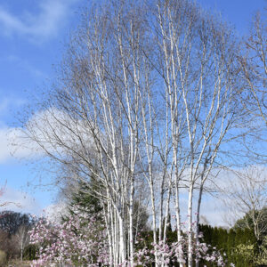 Whitebark Himalayan Birch (clump) in winter