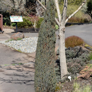Compressa Juniper