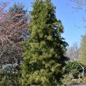 Japanese Umbrella Pine