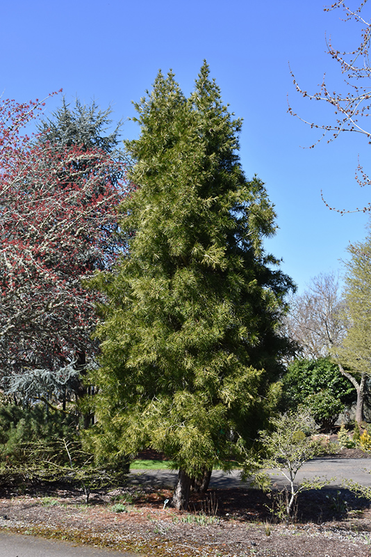 Japanese Umbrella Pine