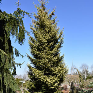 Skylands Golden Spruce