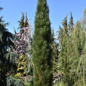 Green Tower Austrian Pine