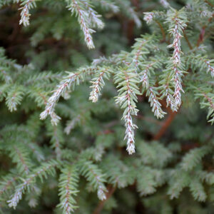 Moon Frost Hemlock foliage