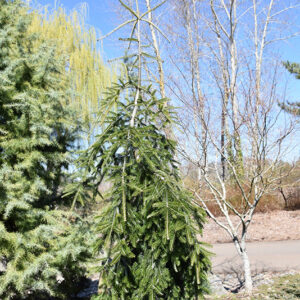 Green Spiral Silver Fir