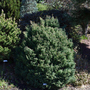 Blue Feathers Hinoki Falsecypress