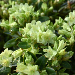 Shamrock Rhododendron flowers