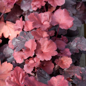 Galaxy Coral Bells foliage