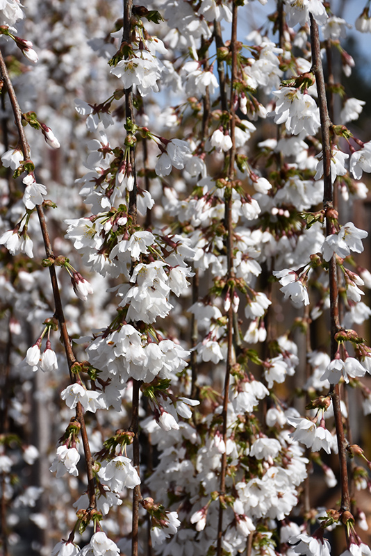 Snow Fountains Yoshino Cherry flowers