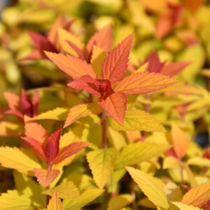 Double Play® Candy Corn® Spirea foliage