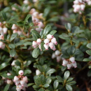 Massachusetts Bearberry flowers