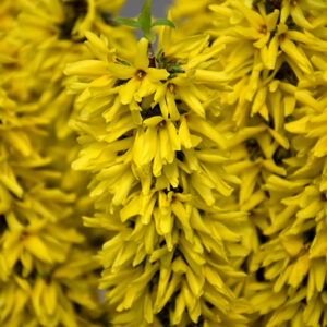 Show Off&reg; Sugar Baby&reg; Forsythia flowers