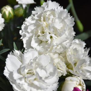 Early Bird&trade; Frosty Pinks flowers
