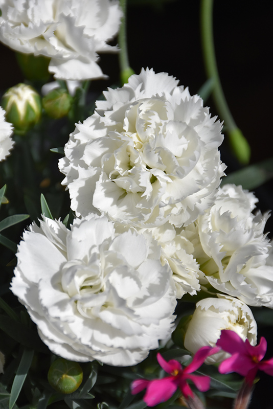 Early Bird™ Frosty Pinks flowers