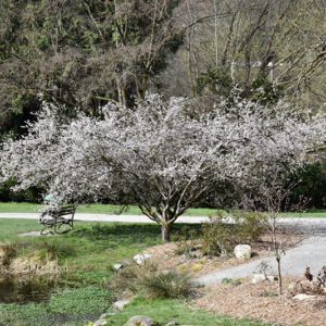Fuji Cherry in bloom