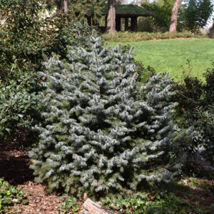 Papoose Dwarf Sitka Spruce