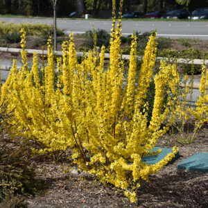 Show Off&reg; Starlet Forsythia