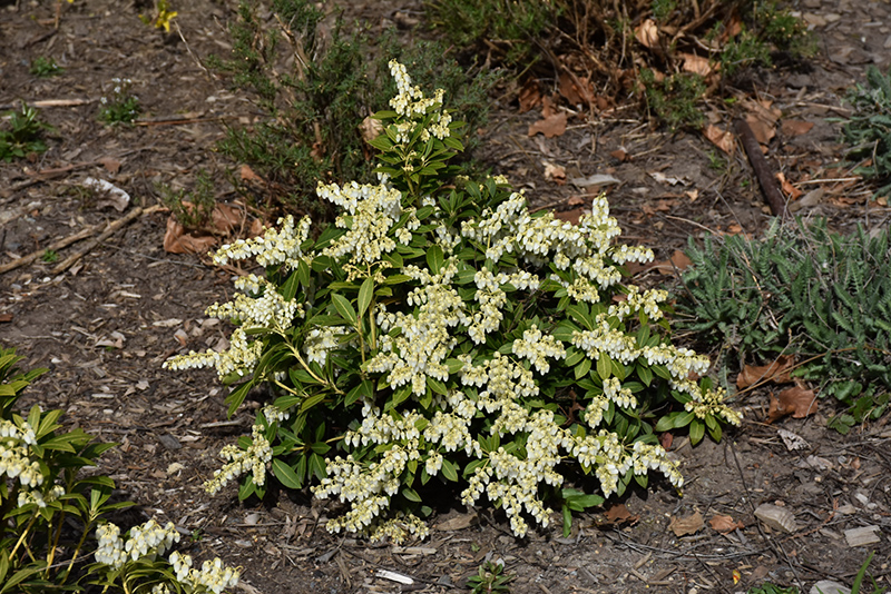 Cavatine Dwarf Japanese Pieris in bloom