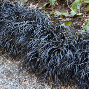 Black Mondo Grass