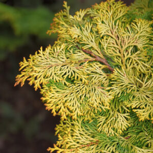 Golden Hinoki Falsecypress foliage