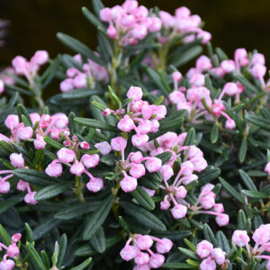 Blue Ice Bog Rosemary flowers