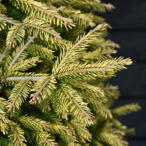 Firefly Golden Spruce foliage