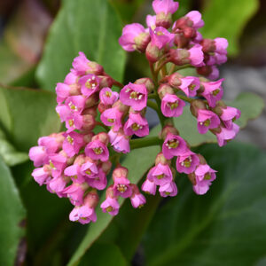 Winter Glow Bergenia flower buds