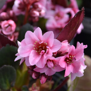 Dragonfly&trade; Sakura Bergenia flowers