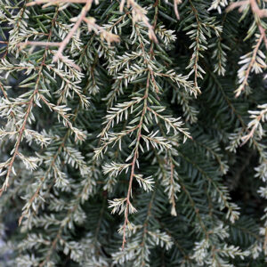 Gentsch White Hemlock foliage