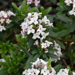 Eternal Fragrance Daphne flowers