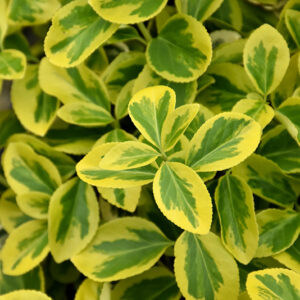 Gold Splash&reg; Wintercreeper foliage