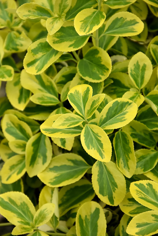 Gold Splash® Wintercreeper foliage