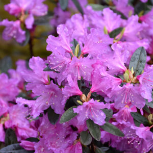 P.J.M. Checkmate Rhododendron flowers