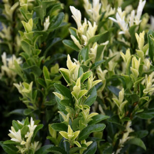 Paloma Blanca Euonymus foliage