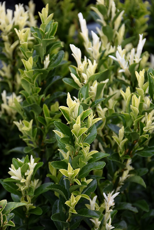 Paloma Blanca Euonymus foliage