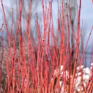 Pacific Fire Vine Maple stems