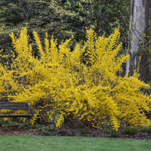 Lynwood Gold Forsythia in bloom