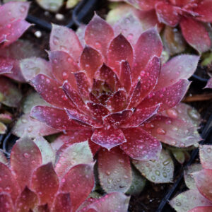 More Honey Hens And Chicks