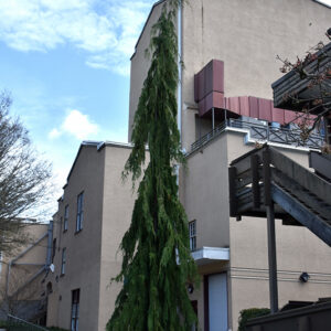 Green Arrow Nootka Cypress